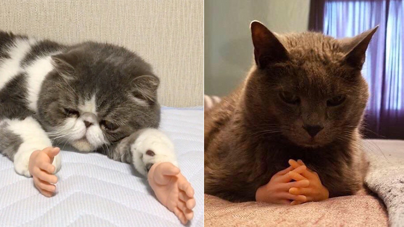 Cats with Prosthetic Hands