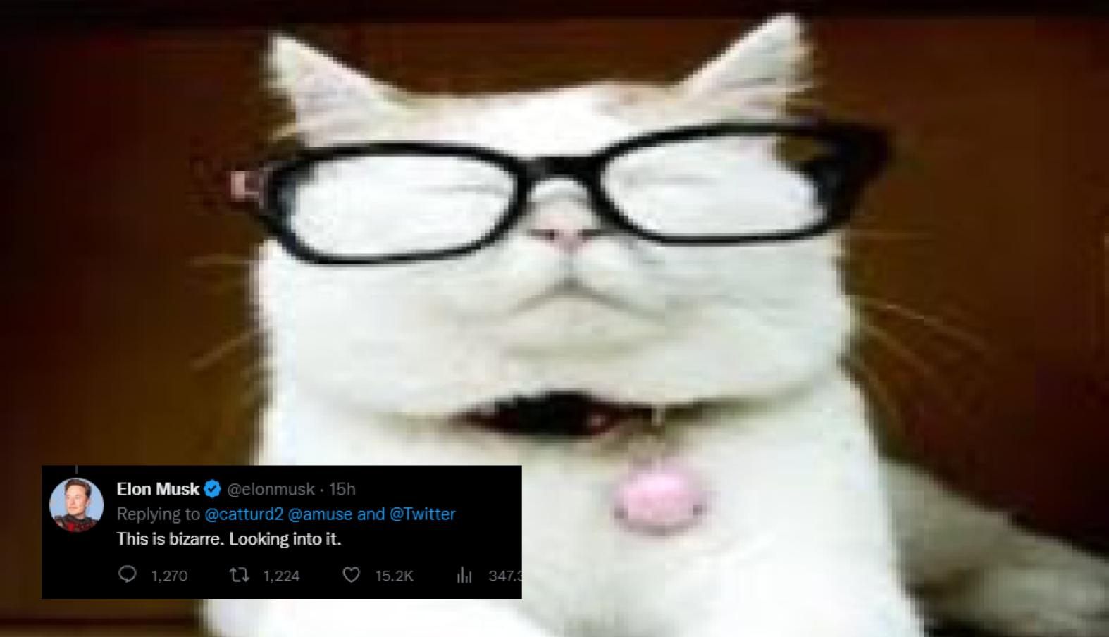 Catturd Meme Template