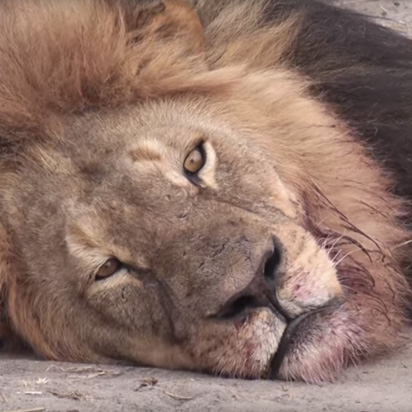 Cecil the Lion's Death Meme Template