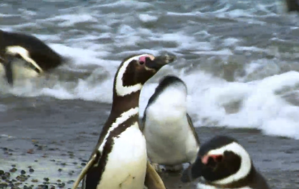 Cheating Penguin Video