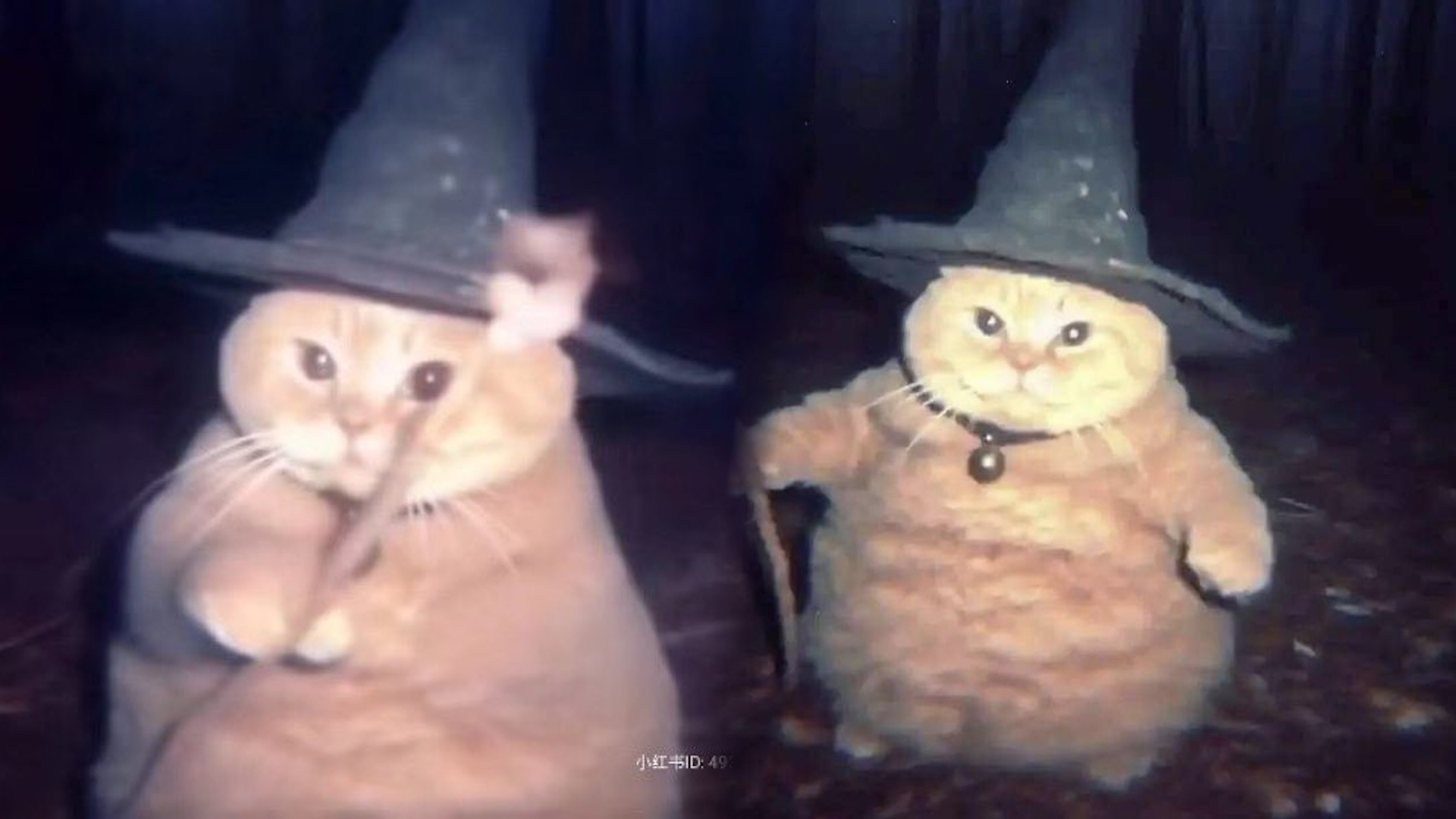 Cheeseball the Wizard Cat Meme Template