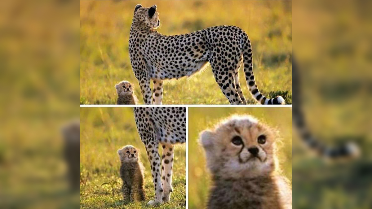 Cheetah and Cub