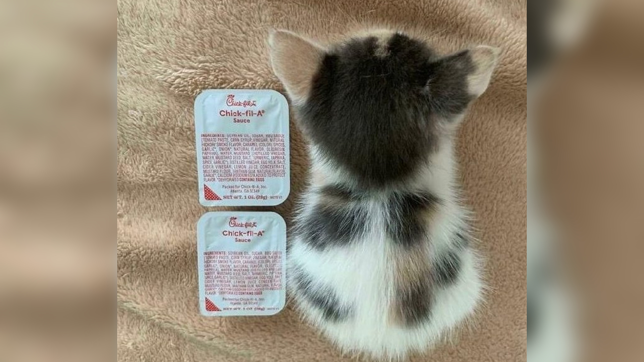 Chick-fil-A Sauce Cat Meme Template