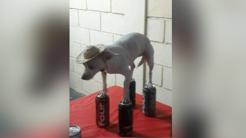 Chihuahua in Hat Balancing on Four Loko Cans