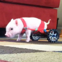 Chris P. Bacon Meme Template