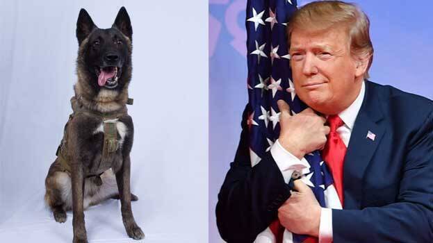 Conan the al-Baghdadi Raid Dog