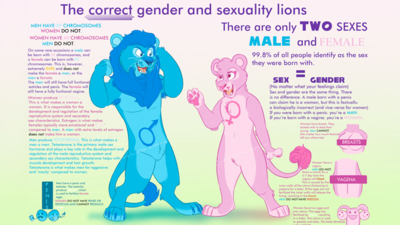 Correct Gender And Sexuality Lions Meme Template