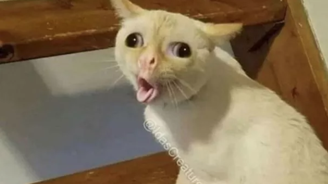 Coughing Cat