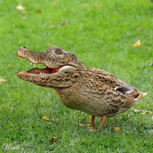 Crocoduck Meme Template