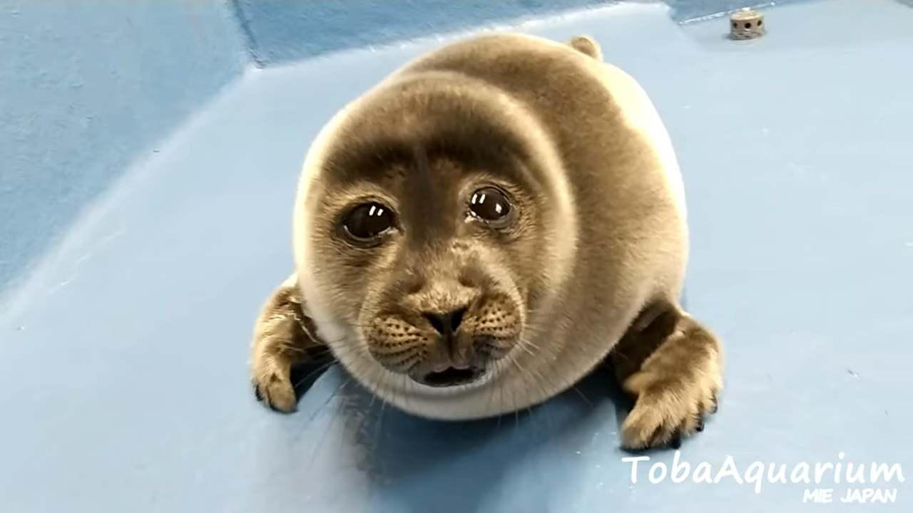 Crying Seal / He Was Forced to Eat Cement When He Was 6