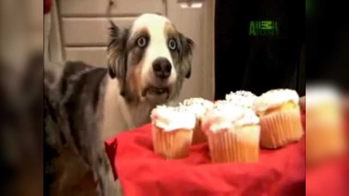 Cupcake Dog