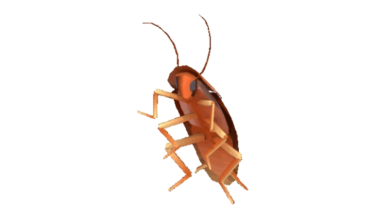 Dancing Cockroach