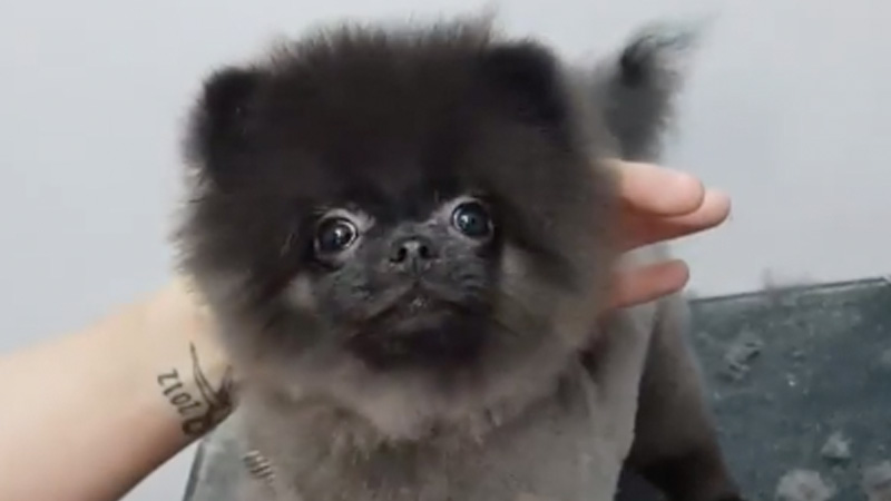 Dancing Dog Gets Haircut Meme Template