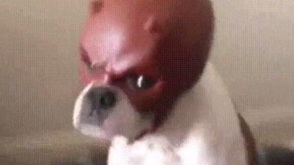 Daredevil Dog Meme Template