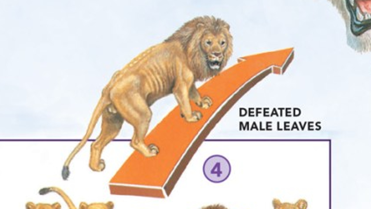 Defeated Male Leaves Meme Template