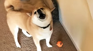 Do You Like Your New Toy ?