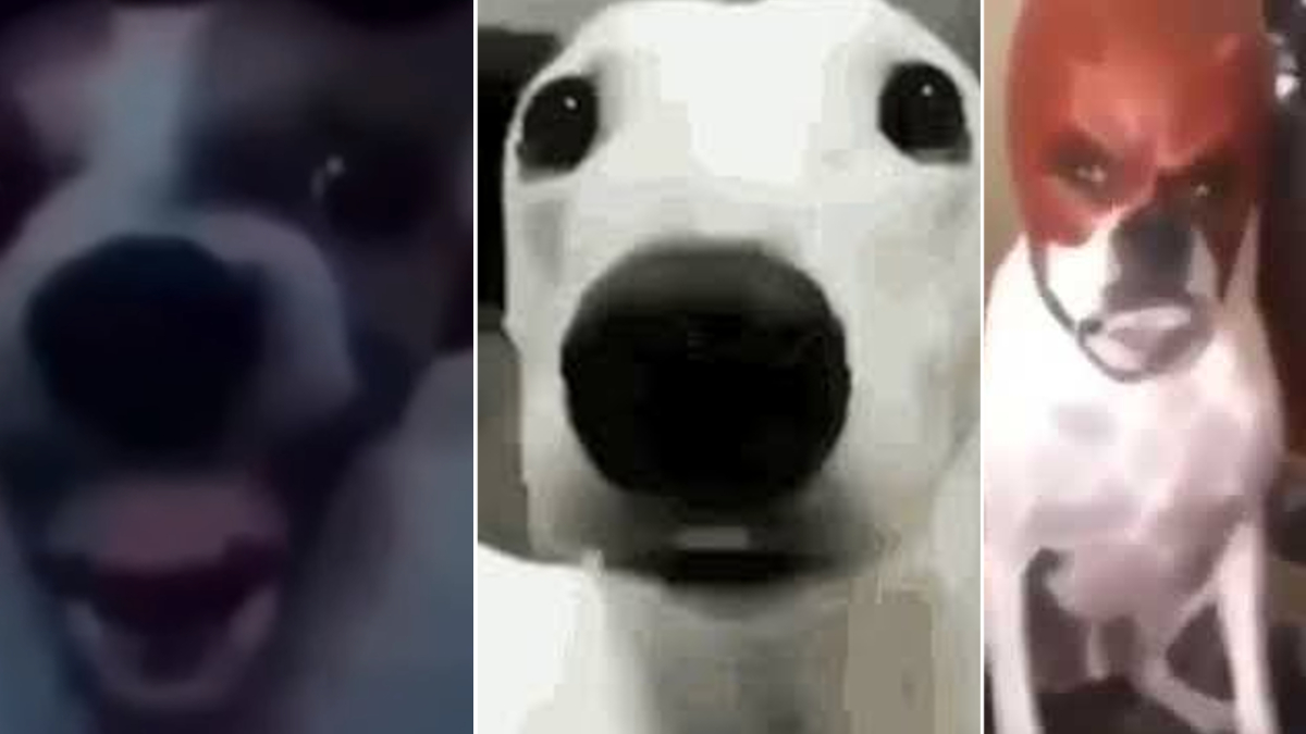 Dog Cringe Reactions Meme Template