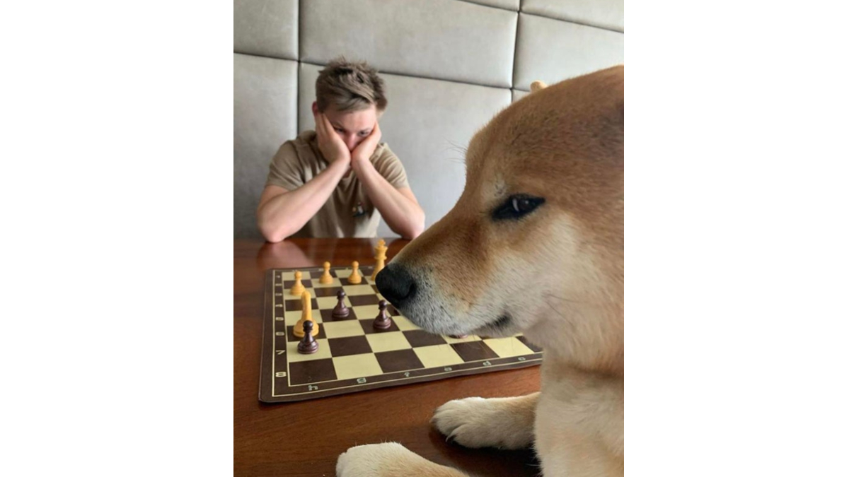 Dog Playing Chess