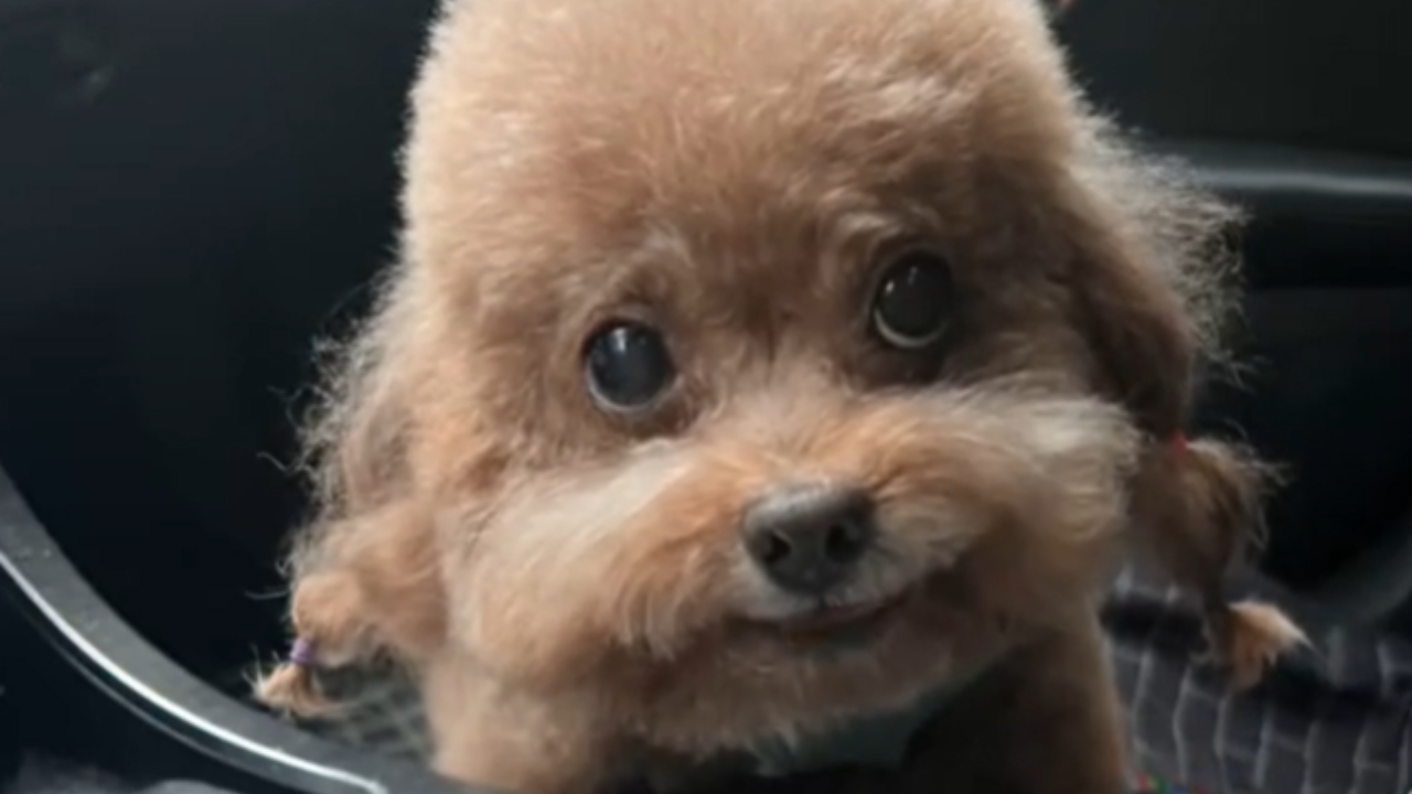 Dog Singing In Chinese / Dog Rapping Skai Isyourgod