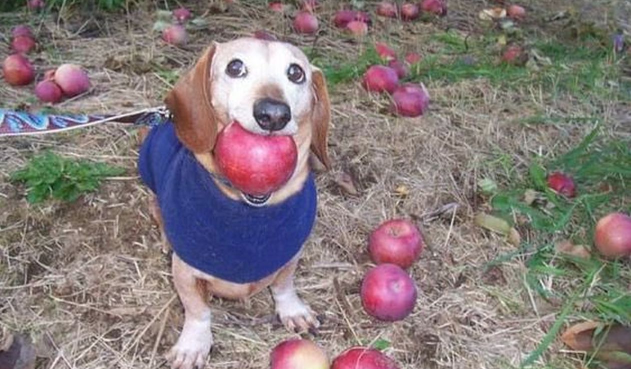 Dog With Apple / Apple Dog