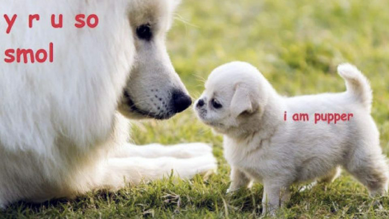 DoggoLingo / Doggo-Speak Meme Template