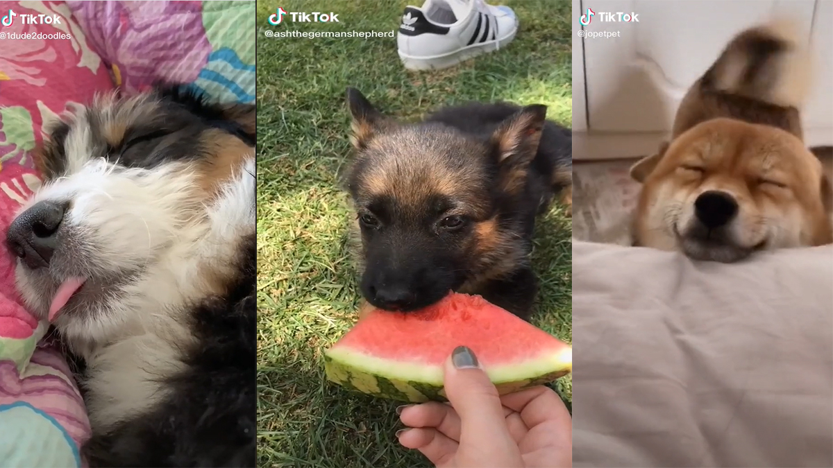 Doggy Anthem Meme Template