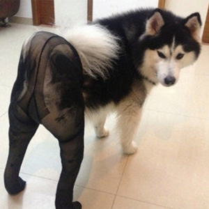 Dogs Wearing Pantyhose Meme Template