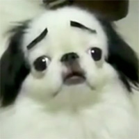 Dogs with Eyebrows