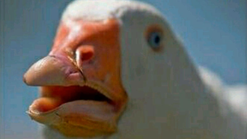 Dolan Dark Meme Template