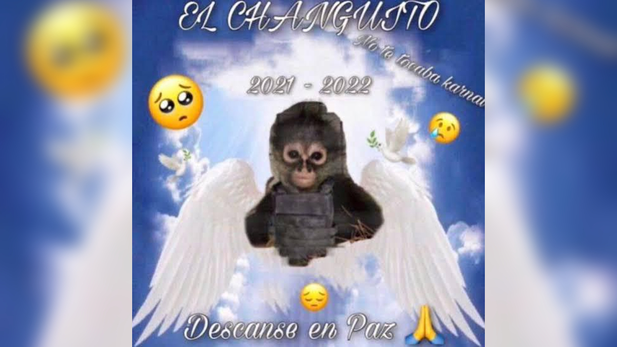 Drug Cartel Monkey "El Changuito"