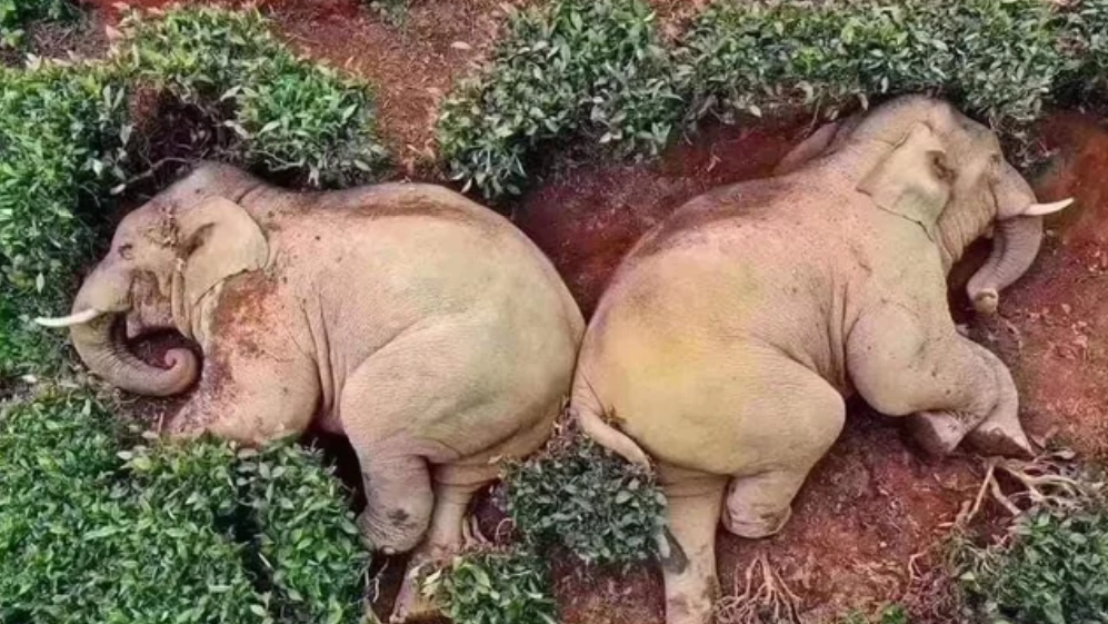 Drunk Elephants Meme Template