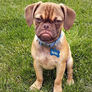 Earl the Grumpy Puppy Meme Template