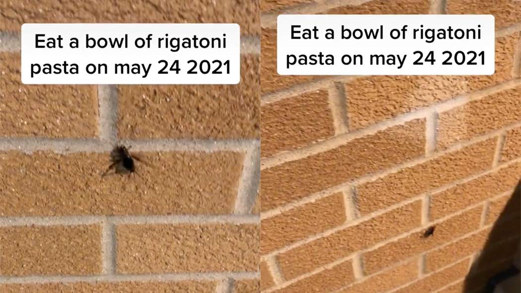 Eat A Bowl Of Rigatoni Pasta Meme Template