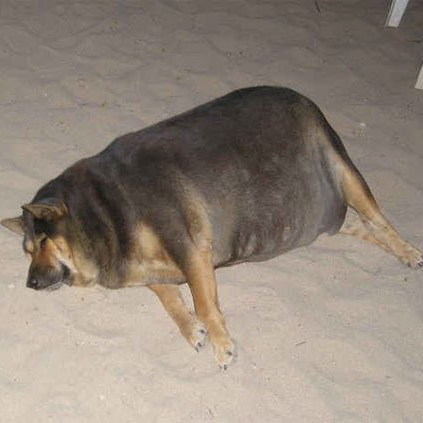 El Perrito Super Gordito Meme Template