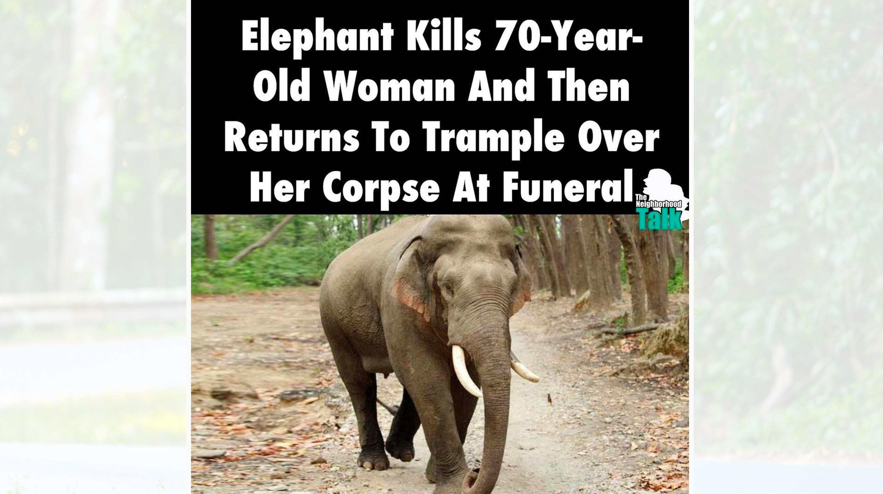 Elephant Tramples Woman's Funeral Meme Template