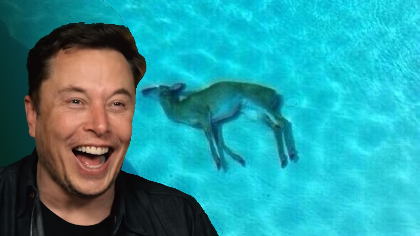 Elon Musk Laughing at Dead Deer