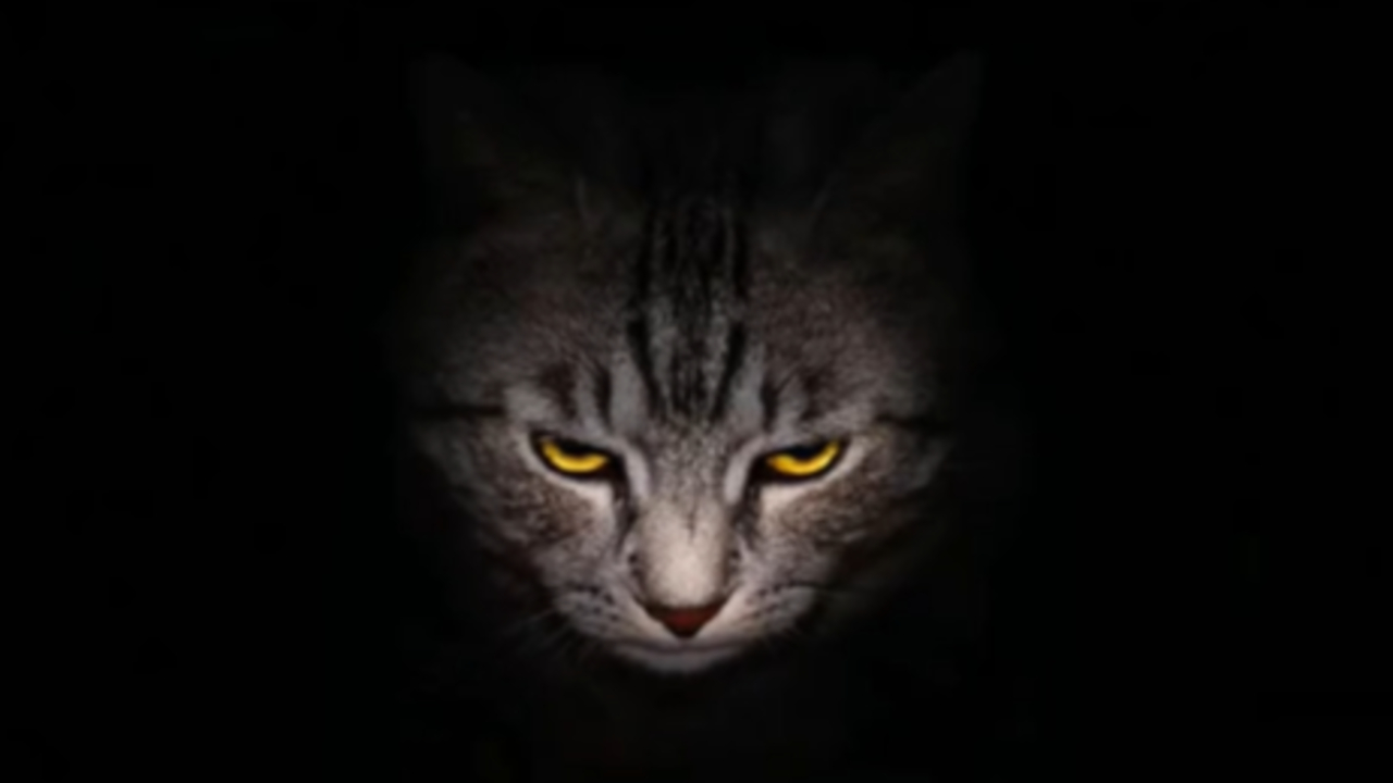 Evil Kitty Meme Template