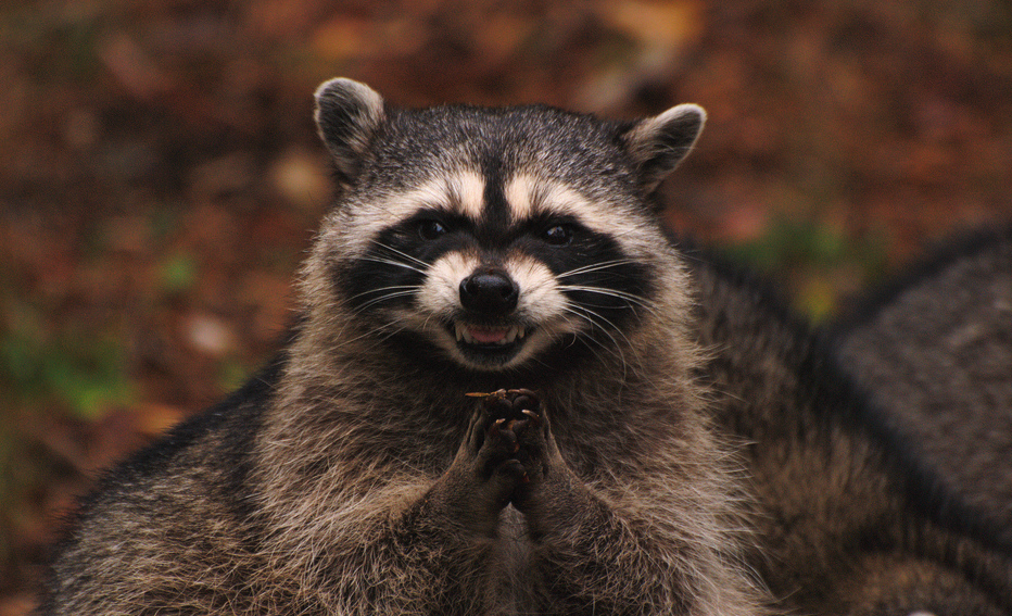 Evil Plotting Raccoon Meme Template