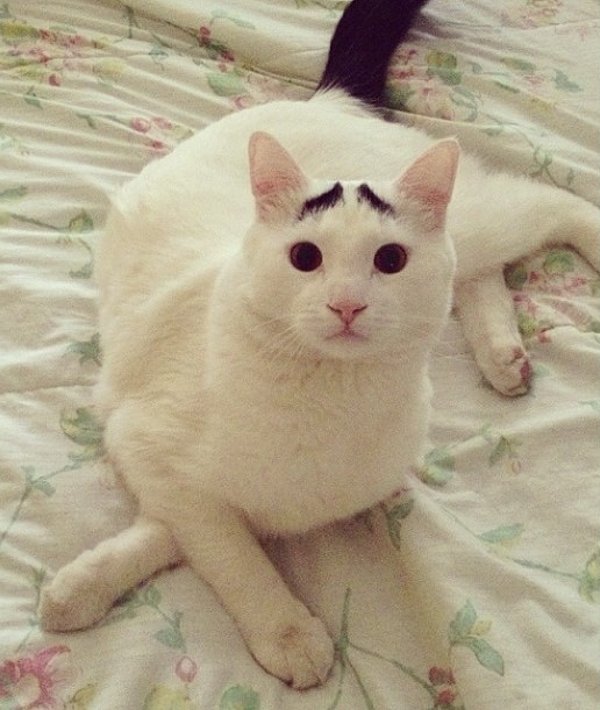 Eyebrow Cat