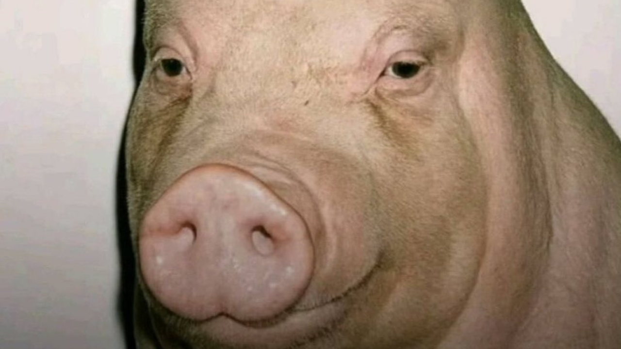 Fade Pig / Buzz Cut Pig