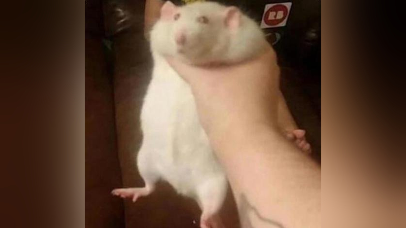 Fat Rat Being Grabbed