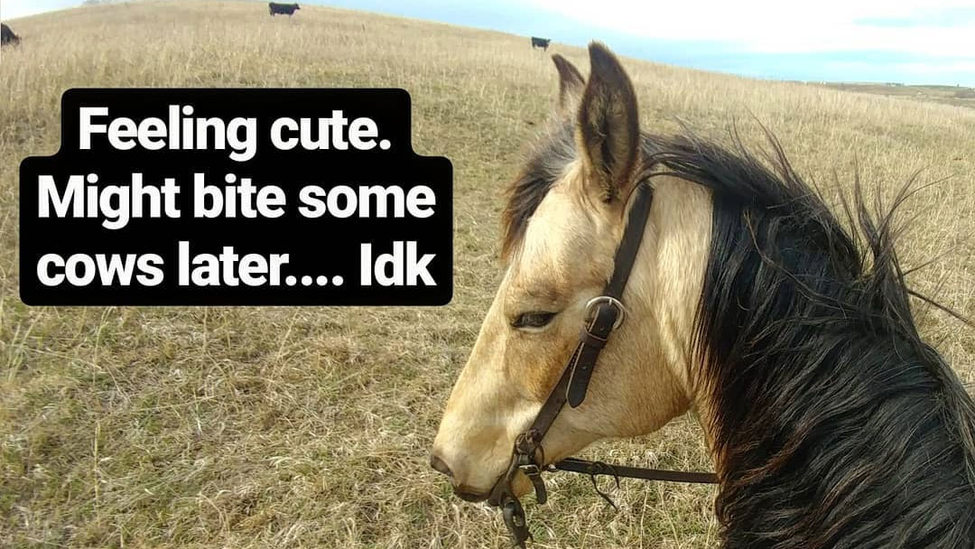 Feeling Cute Challenge