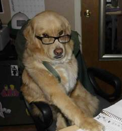 Financial Advice Dog