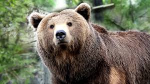 Four Pictures of Jennifer Lawrence Meme Template