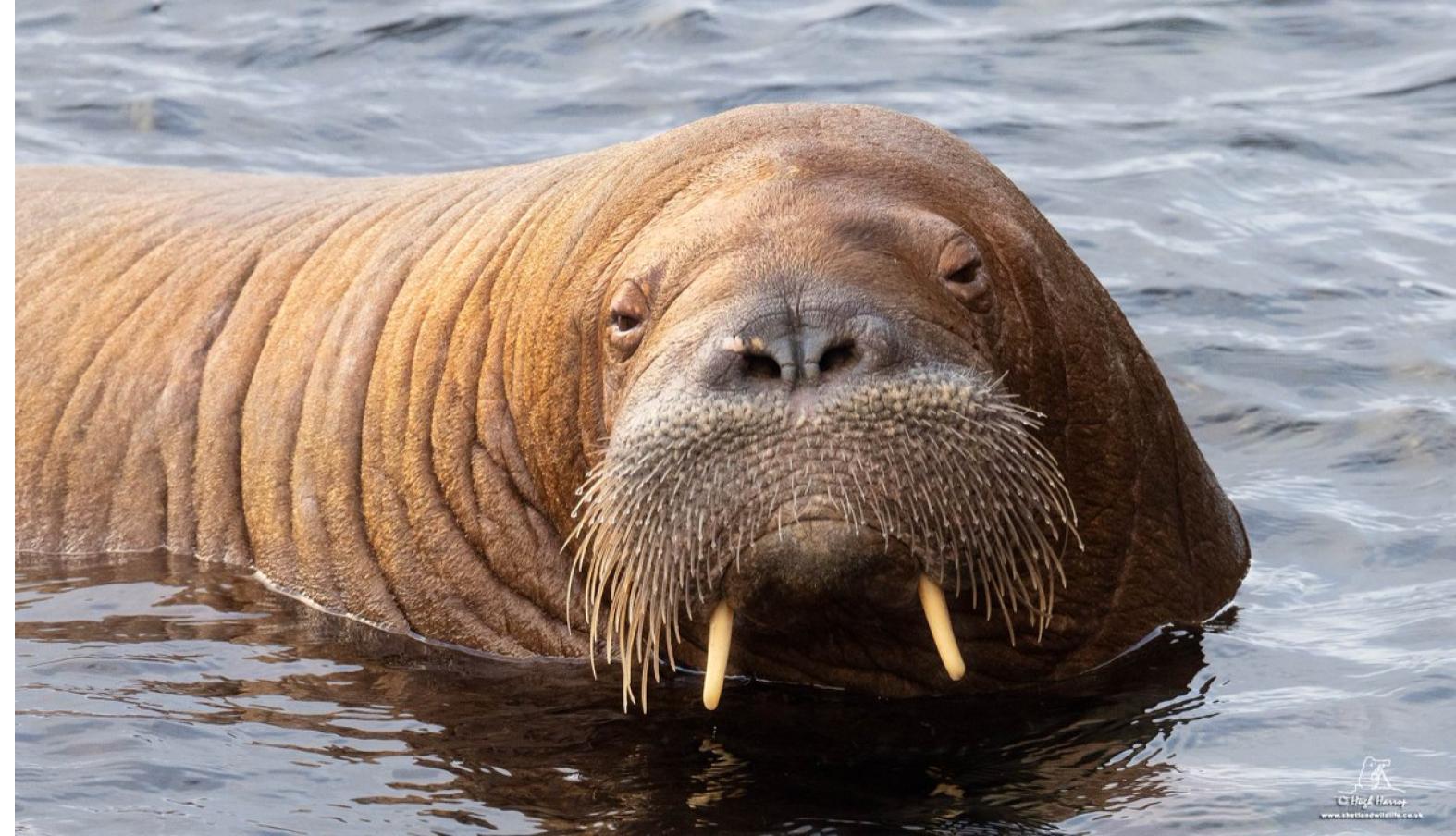 Freya the Walrus Meme Template