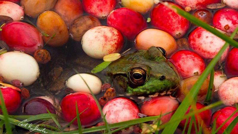 Frog and Cranberries It Must Be Fall