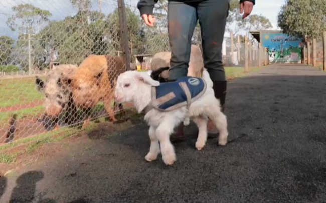 Frostie the Goat Meme Template