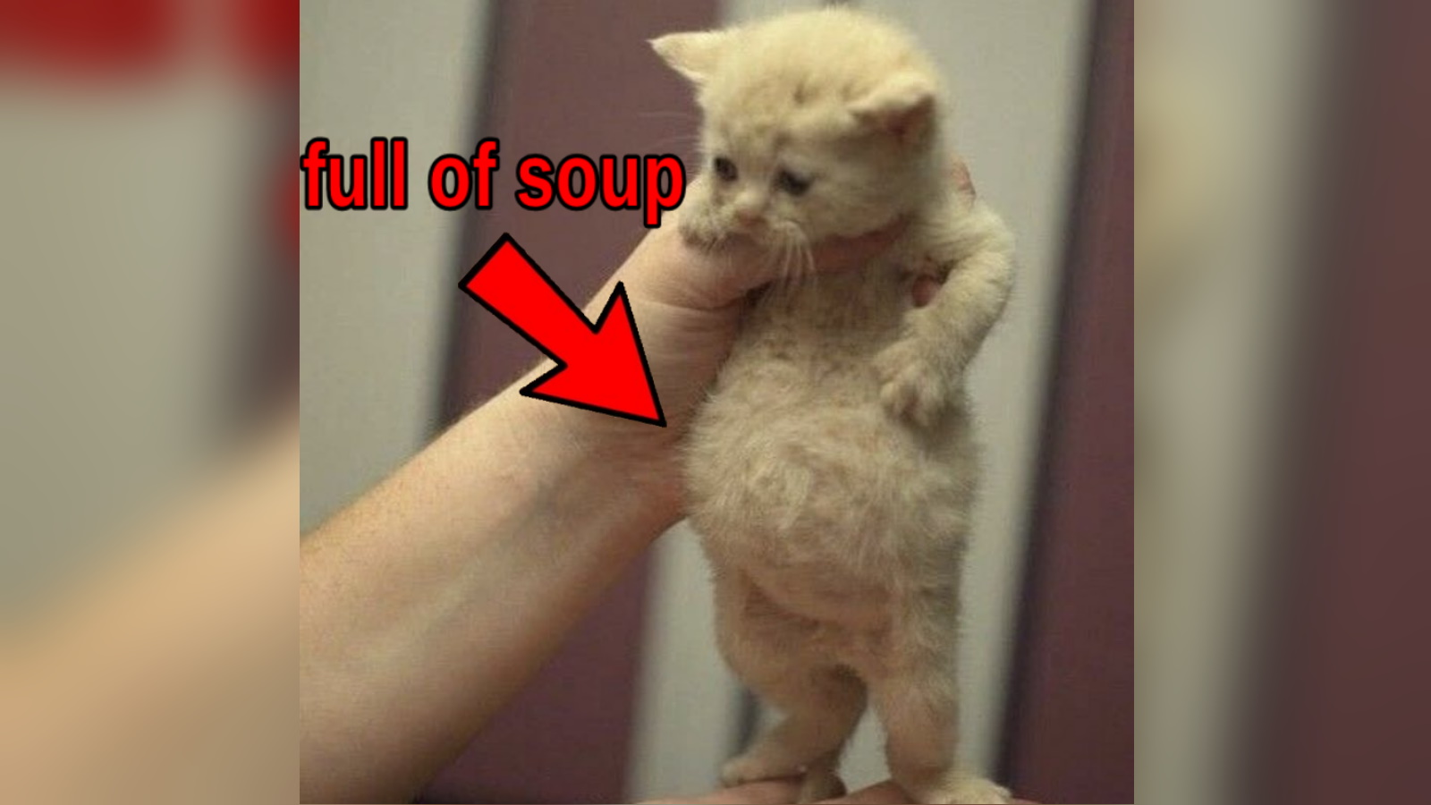 Full of Soup Cat