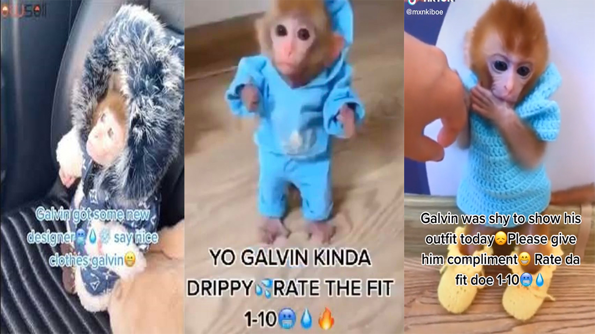 Galvin The Monkey Meme Template
