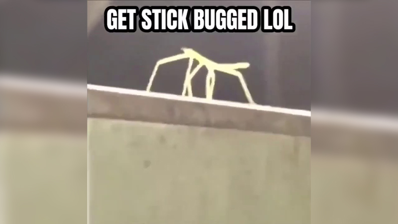 Get Stick Bugged Lol